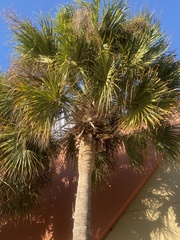 Sabal palmetto