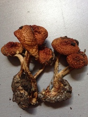 Pholiota rufodisca
