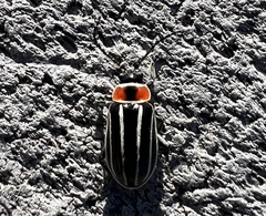 Disonycha pensylvanica