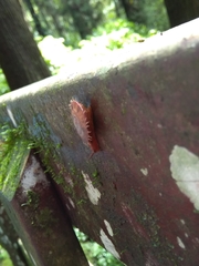 Plectotropis mackensii