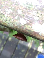 Plectotropis mackensii