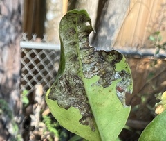 Phyllocnistis citrella