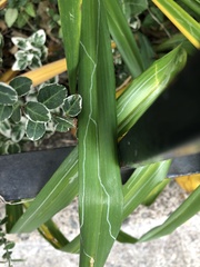 Ophiomyia kwansonis