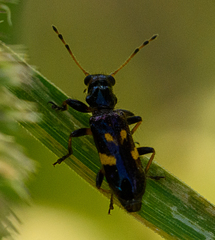 Phymatophaea guttigera