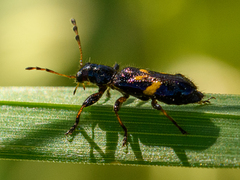 Phymatophaea guttigera