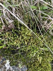 Pleurozium schreberi