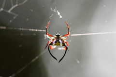 Gasteracanthinae