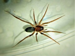 Mesiotelus