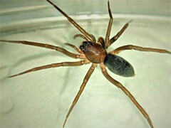 Mesiotelus