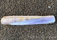 Ensis minor