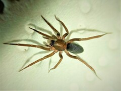 Mesiotelus