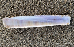 Ensis minor