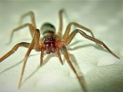 Mesiotelus