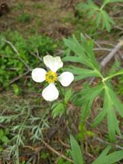 Anemonastrum