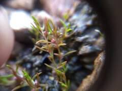 Crassula aquatica