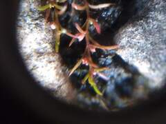 Crassula aquatica