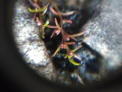Crassula aquatica