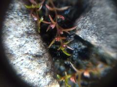 Crassula aquatica