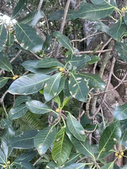 Ficus aurea