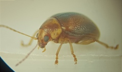Eucolaspis brunnea