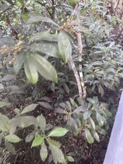 Ardisia