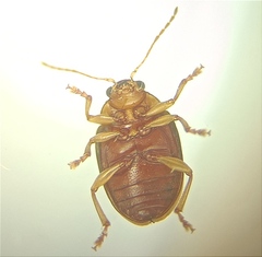 Eucolaspis brunnea