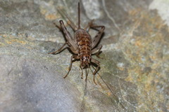 Gryllomorpha dalmatina