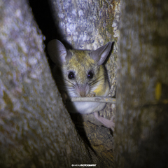 Peromyscus eremicus