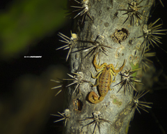 Centruroides exilicauda