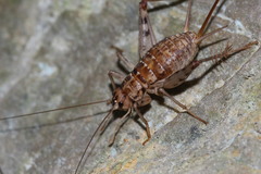 Gryllomorpha dalmatina