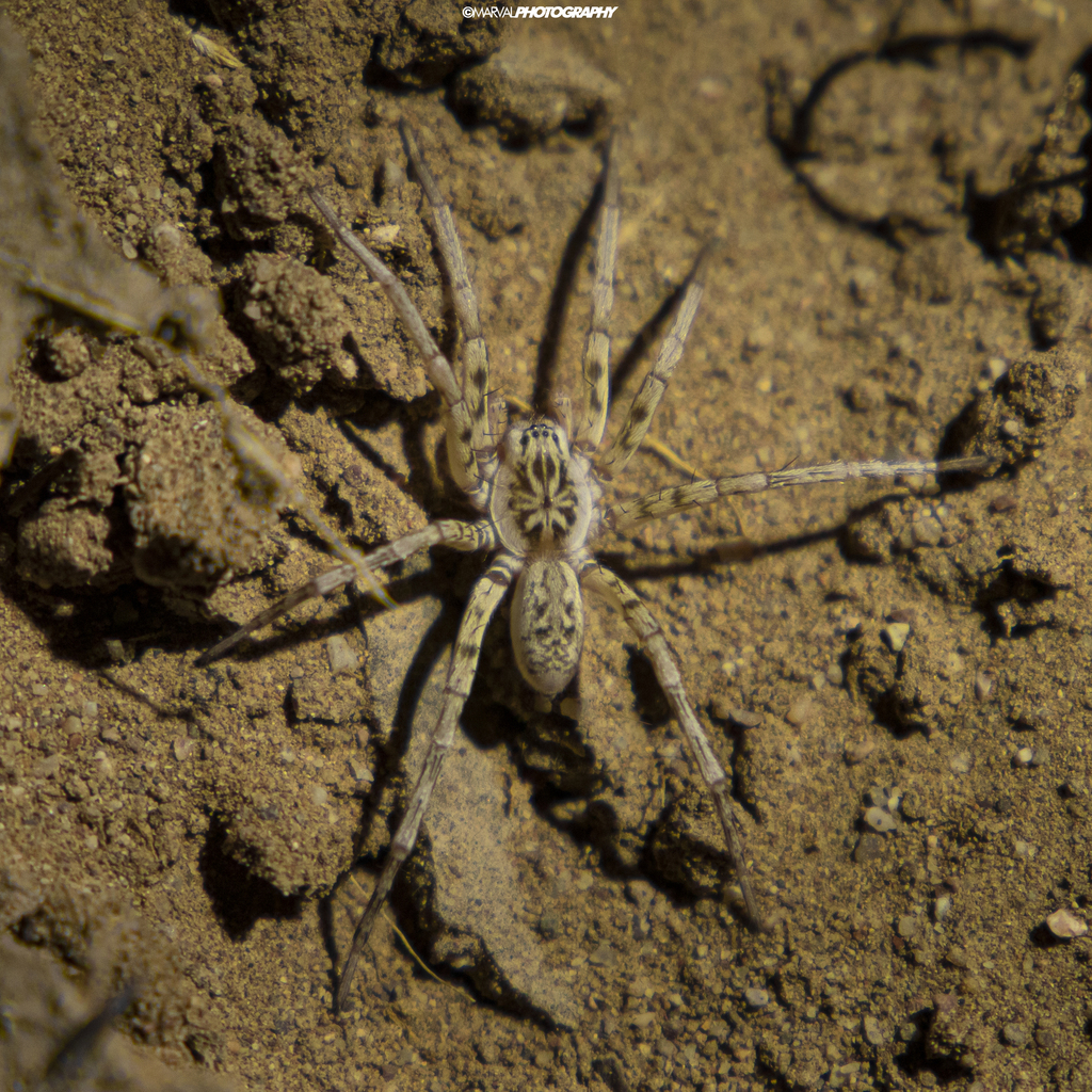 Syspira longipes