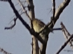 Setophaga coronata coronata