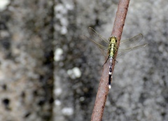 Orthetrum sabina