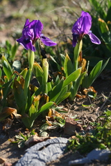 Iris lutescens subbiflora
