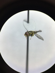 Toxomerus marginatus