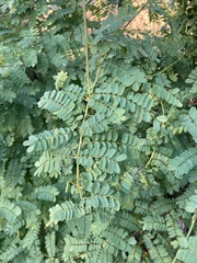 Adenanthera pavonina