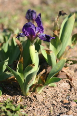 Iris lutescens subbiflora