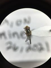 Toxomerus marginatus