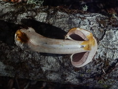 Agaricus hondensis image