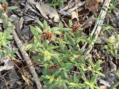 Crocanthemum corymbosum