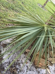 Sabal palmetto