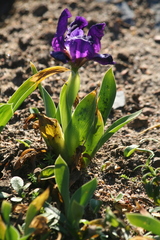 Iris lutescens subbiflora
