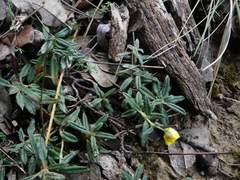 Helianthemum