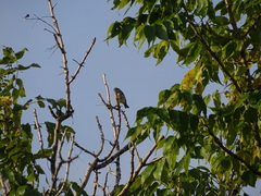 Setophaga coronata coronata