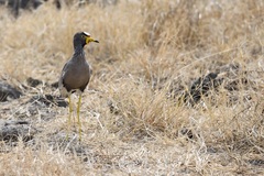 Vanellus senegallus