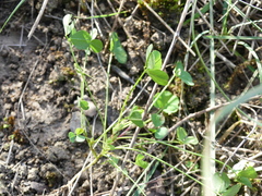 Medicago