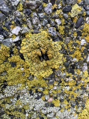 Polycauliona candelaria