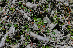 Cotoneaster microphyllus