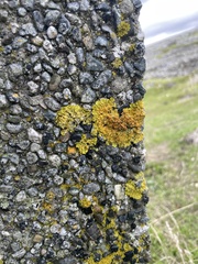 Polycauliona candelaria