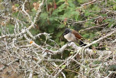 Centropus superciliosus